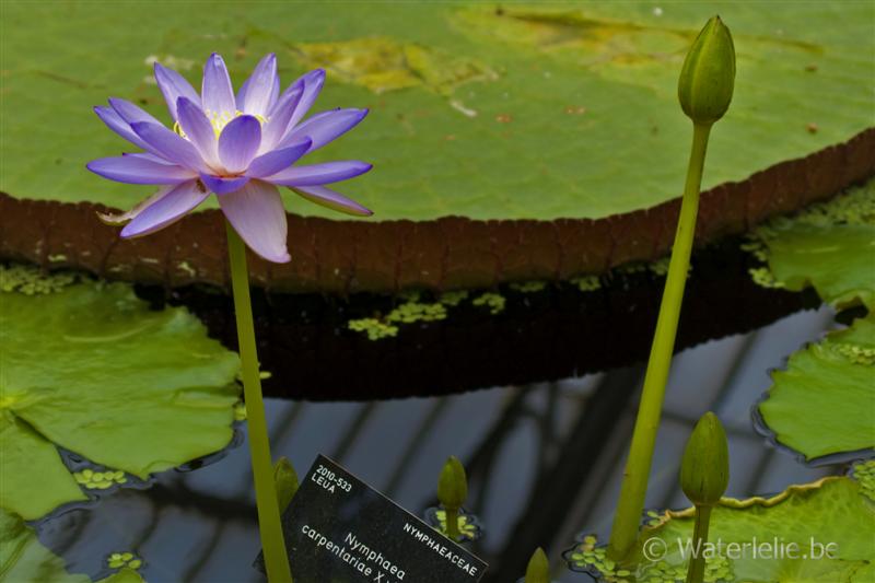 Nymphaea carpentariae x violacea